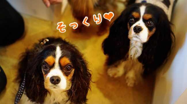 キャバリア トライカラー INU-CLOSET 黒茶白