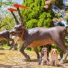倶利伽羅峠 犬連れ 富山