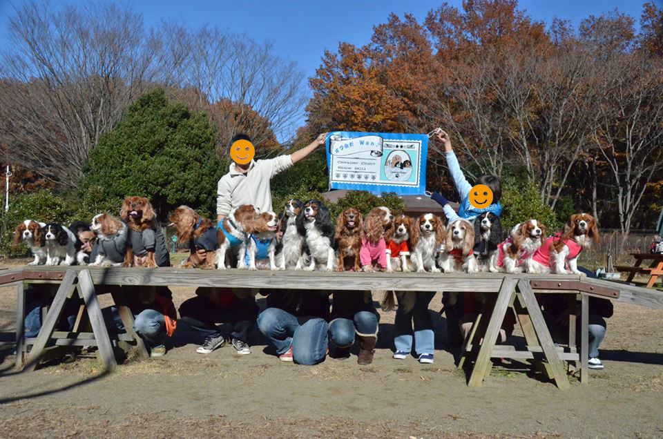Facebookグループのキャバリアオフ会＠国営武蔵丘陵森林公園ドッグランに参加してきました