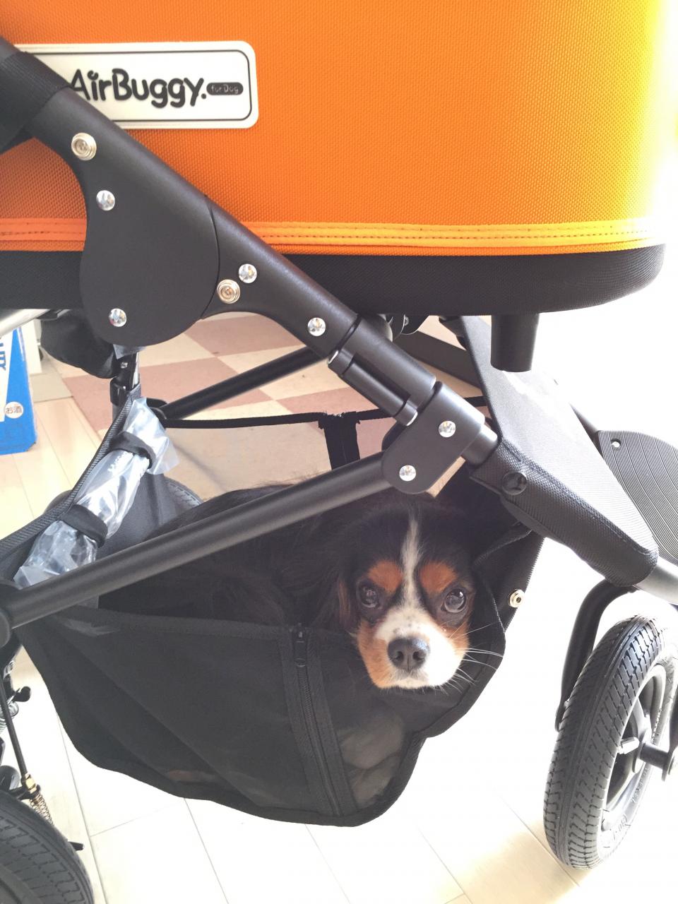 ついに ペットカート Airbuggy For Dog を購入しました そして新春ハッピースクラッチキャンペーンで1万円クーポン当てちゃった すばるなはっぴ らいふ キャバリアブログ
