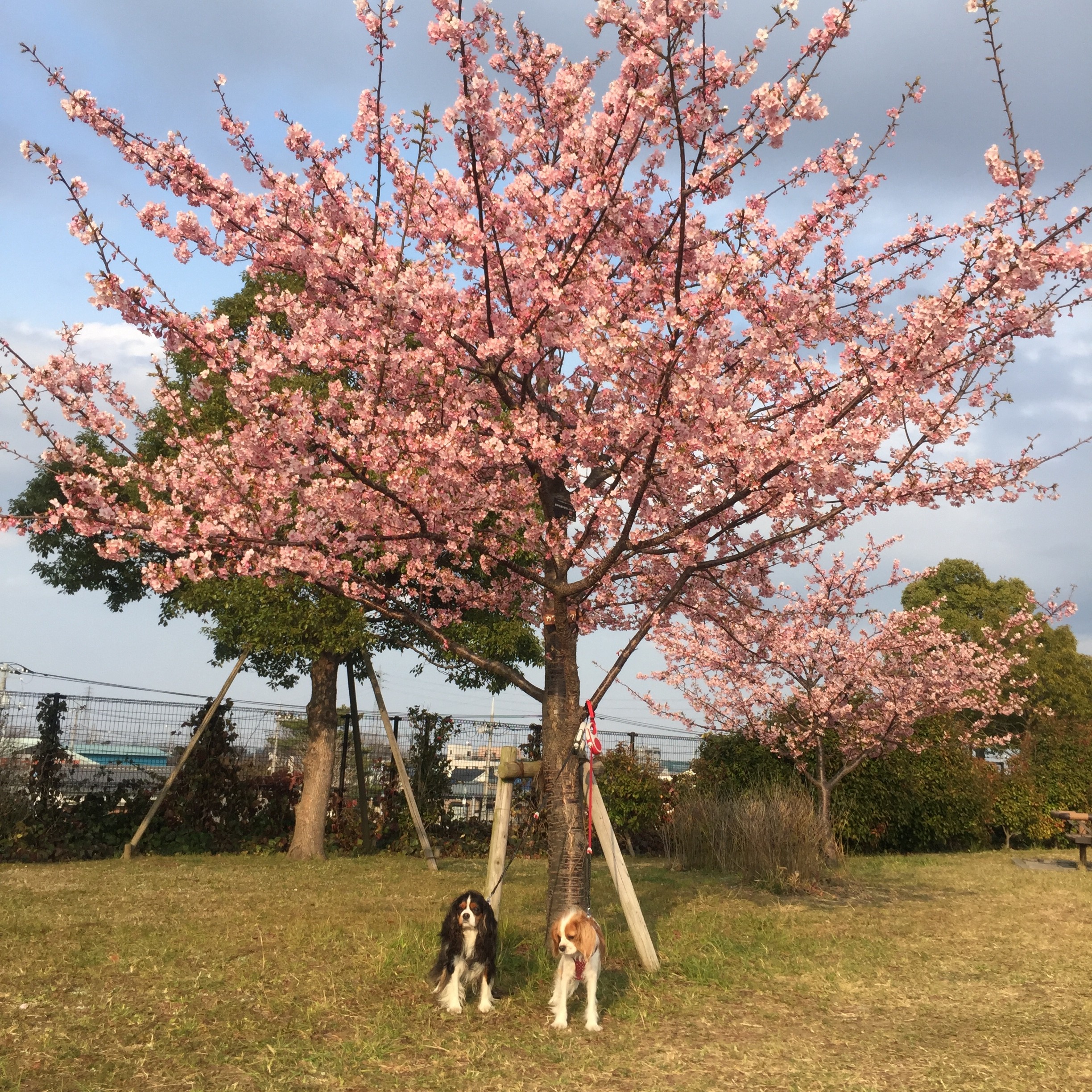 舎人公園で河津桜とトライカラー