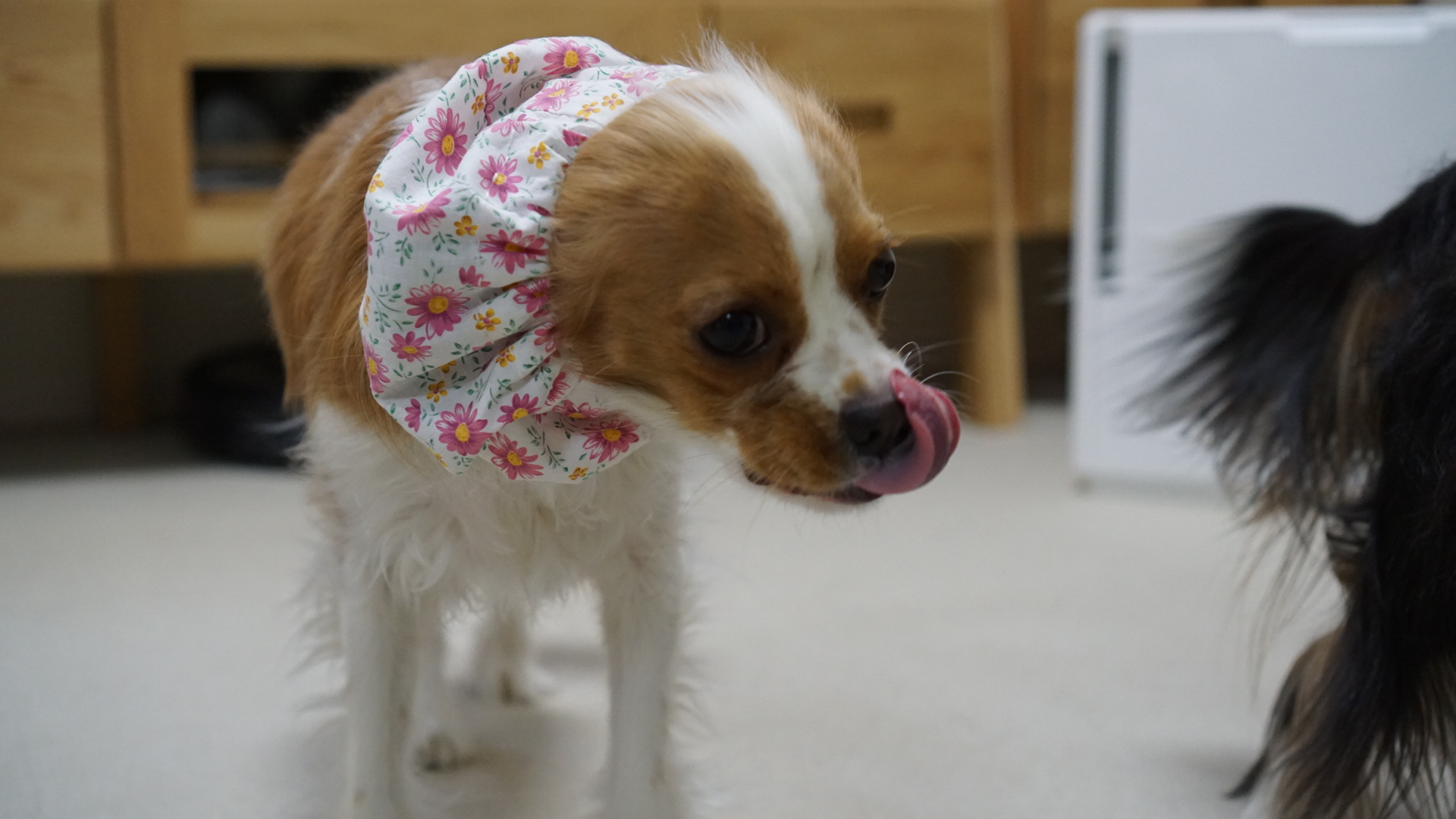 100円ショップのハギレ布で初めて犬用スヌードを手作り 手縫い してみましたっ すばるなはっぴ らいふ キャバリアブログ