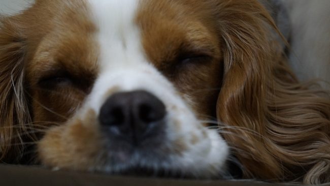 キャバリア ブレンハイム かわいい犬の寝顔 くちたぷ ドアップ