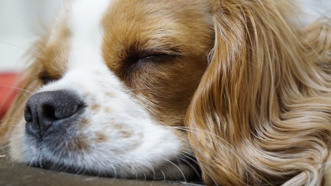 キャバリア ブレンハイム かわいい犬の寝顔 くたいぬ