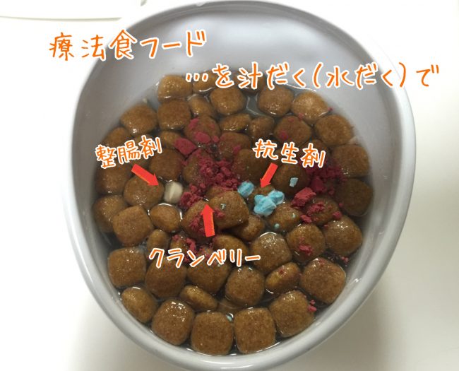 ストルバイト 犬 食事 フード 療法食 クランベリー 抗生剤