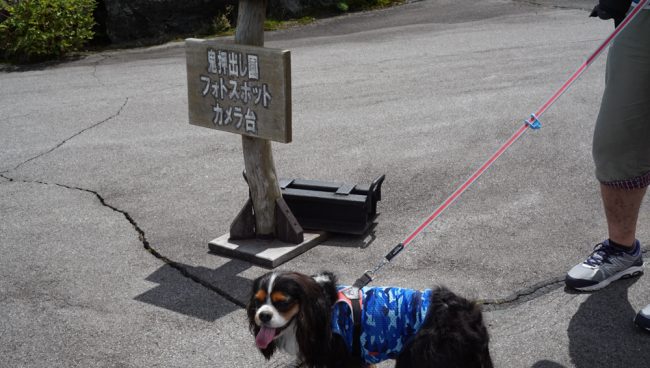犬連れ軽井沢旅行 鬼押出し園 キャバリア