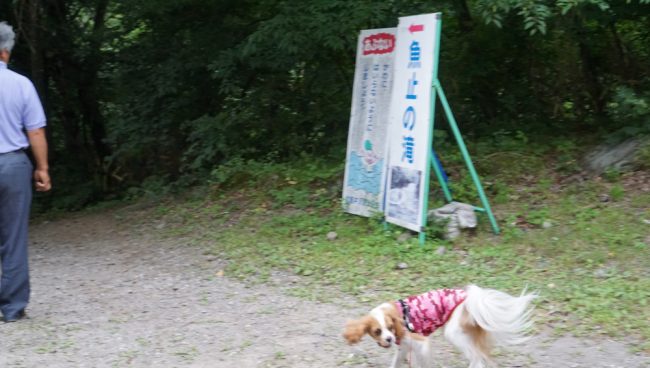 北軽井沢 浅間大滝・魚止めの滝 キャバリア 犬連れ