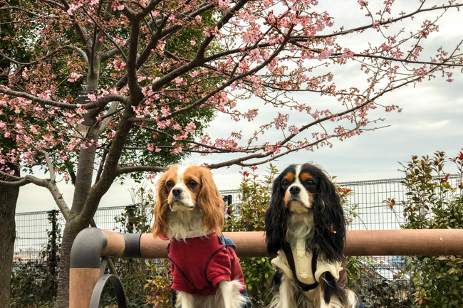 舎人公園でお散歩してたらもう河津桜が咲いていたよ