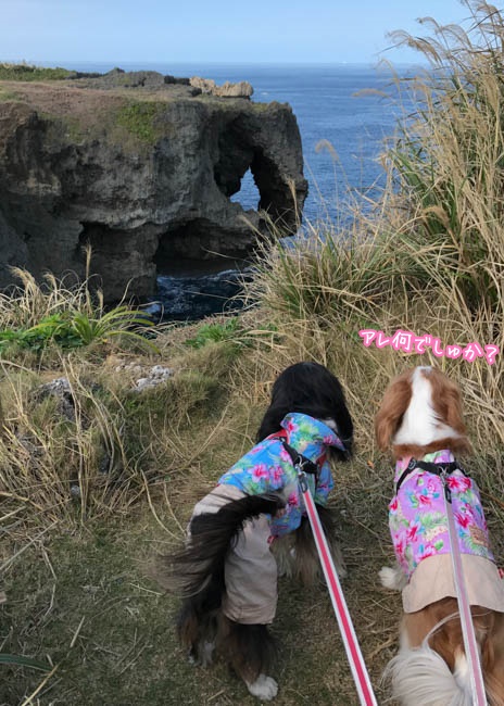 沖縄旅行⑦：象鼻の岩が有名な景勝地、万座毛（沖縄県恩納村）に行ってきました