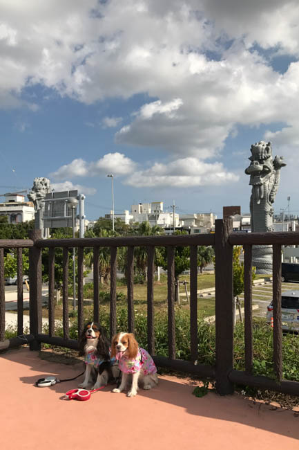 沖縄旅行⑨：那覇市街のペットＯＫ宿「沖縄サンプラザホテル」に宿泊。若狭海浜公園にも立ち寄りました