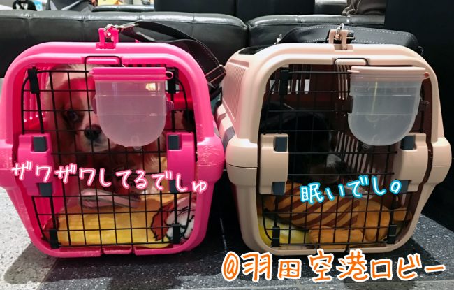 犬と羽田空港