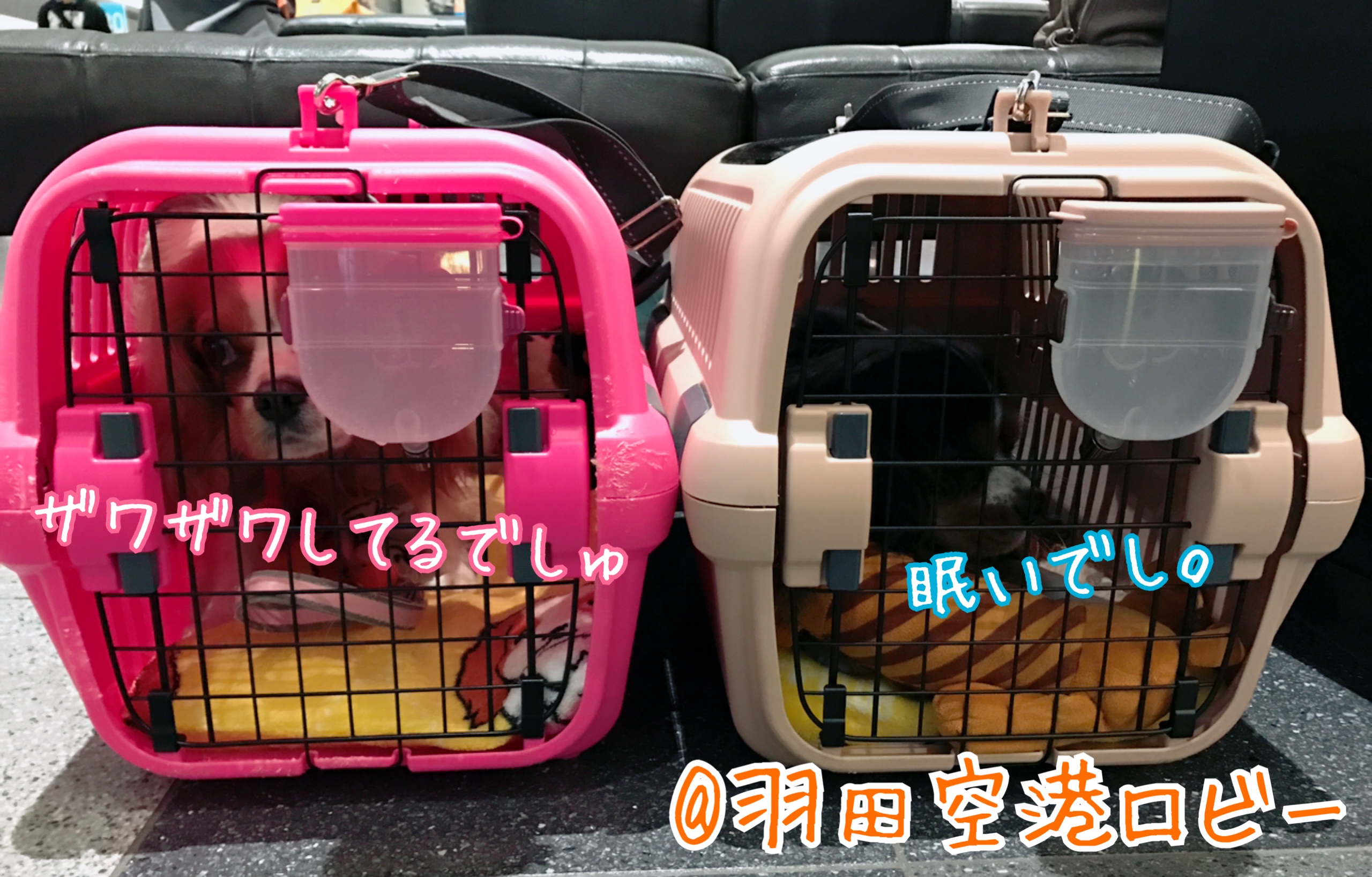 犬と羽田空港