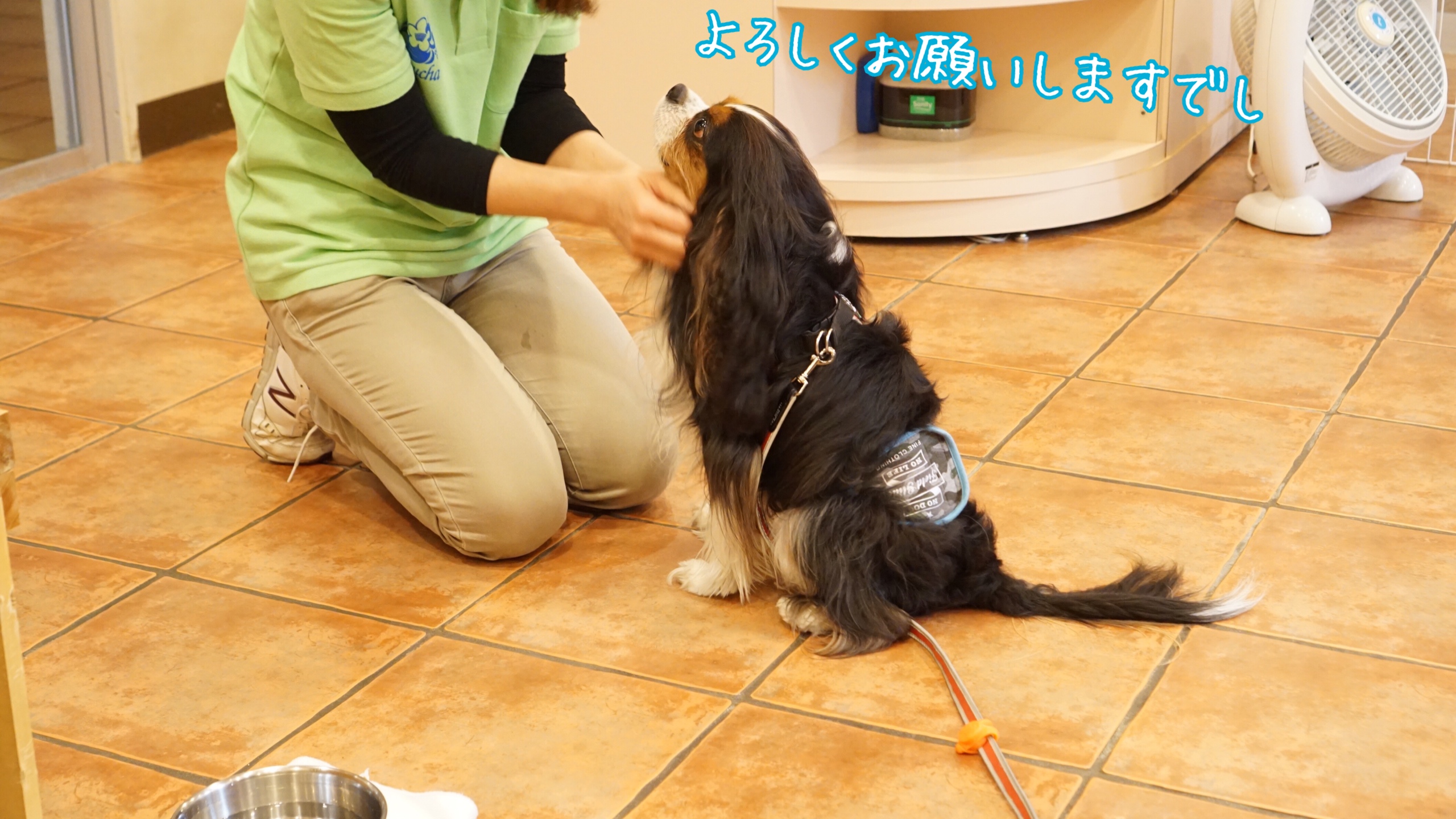 沖縄旅行⑤：カヌチャベイホテルで宿泊「愛犬と過ごす癒しの南国リゾートステイ」プラン