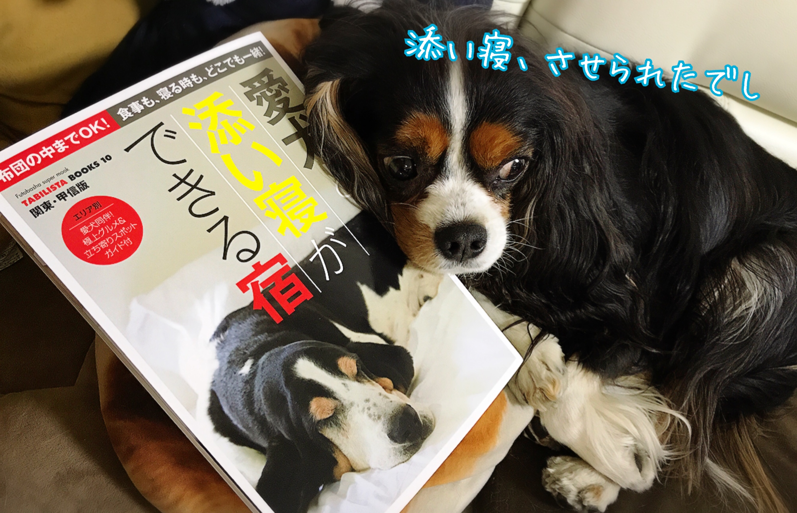 犬連れ旅本の新刊「愛犬と添い寝ができる宿 – 布団の中までＯＫ！食事も、寝る時も、どこでも一緒！（関東・甲信版）」