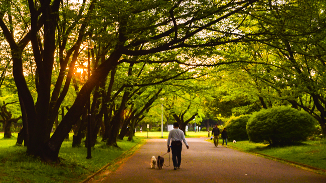 所沢航空記念公園（埼玉県所沢市）お散歩