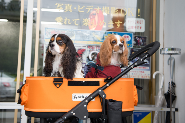 犬連れ那須旅行01_ワンコと一緒に映画で見た憧れの車と写真が撮れる、那須クラシックカー博物館（栃木県那須町）