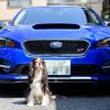 スバルとすばる SUBARU LEVORG スバル レヴォーグ キャバリア