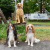 DOG DEPT GARDEN 軽井沢店 キャバリア