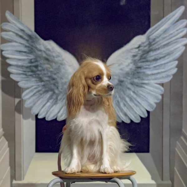 那須とりっくあーとぴあ トリックアート迷宮館 犬 キャバリア ペット