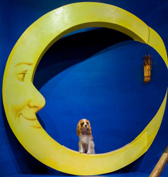 那須とりっくあーとぴあ トリックアート迷宮館 犬 キャバリア ペット