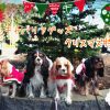 キャバリアグッズ クリスマス特集 愛犬クリスマスグッズ