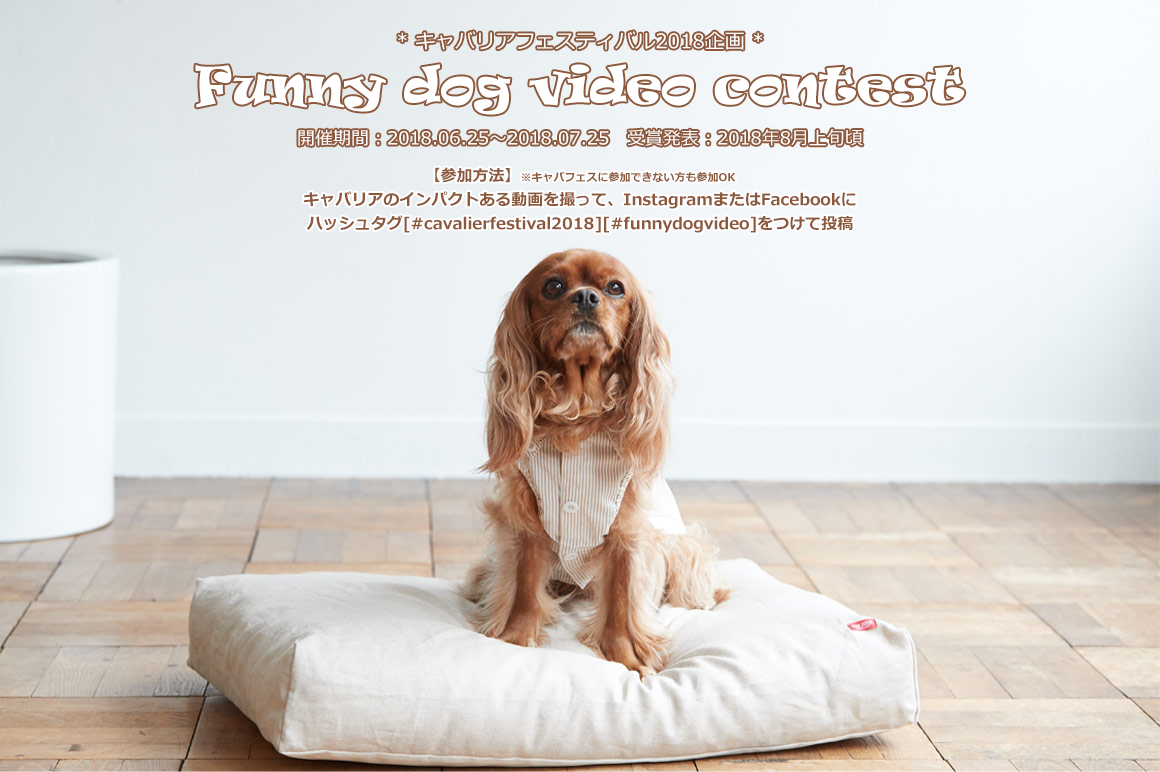 Cavalier Festival Funny dog video contest キャバリアフェスティバル2018 動画コンテスト