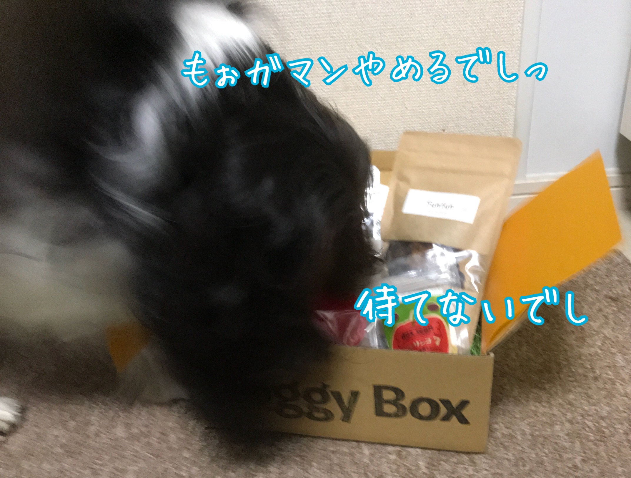 DoggyBox