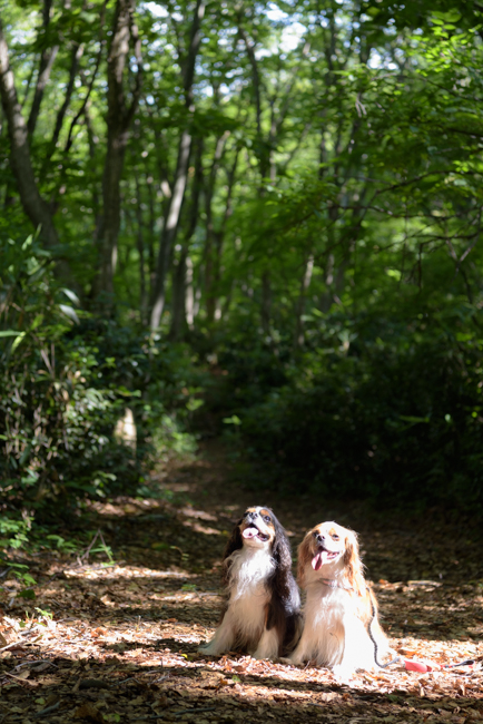犬連れ夏の長野北部旅行①：斑尾高原、ペットと歩けるトレッキングトレイル