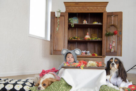 犬と赤ちゃん正月コタツ写真