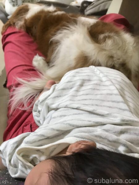 眠る赤ちゃんとお尻をくっつけてママの足上でくつろぐキャバリアブレンハイム