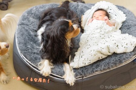 ペットラウンジで寄り添う犬と赤ちゃん。