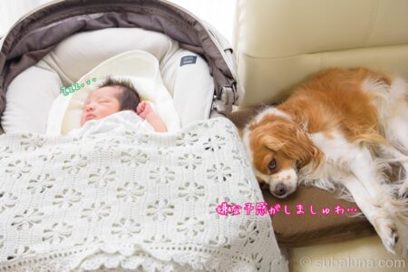 眠ってる赤ちゃんと犬。るな「嫌な予感がしましゅわ…」