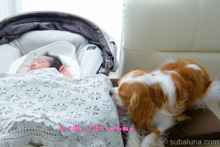 眠ってる赤ちゃんを見守る犬。るな「よく眠ってましゅわね」