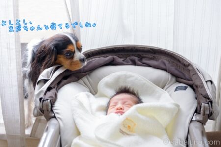 ハイローチェアで寝る赤ちゃんとそれを覗き込む犬。すばる「よしよし、まだちゃんと寝てるでしね。」
