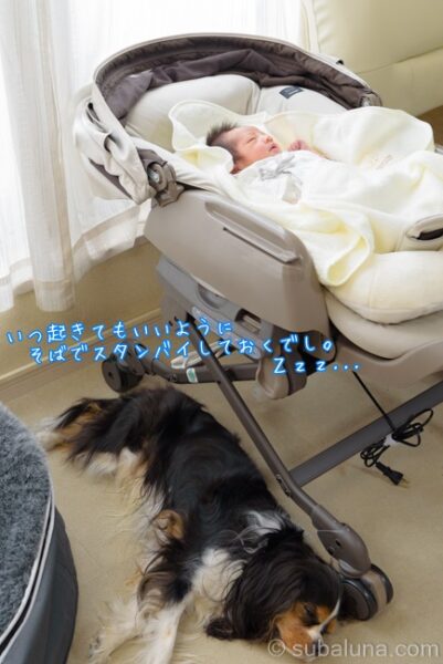 ハイローチェアで寝る赤ちゃんとその下で眠る犬。すばる「いつ起きてもいいようにそばでスタンバイしておくでし。Zzz…」