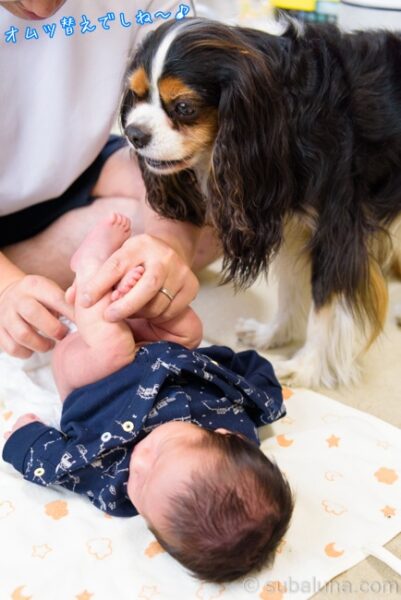 オムツ替えしている赤ちゃんと犬。すばる「オムツ替えでしね～♪」