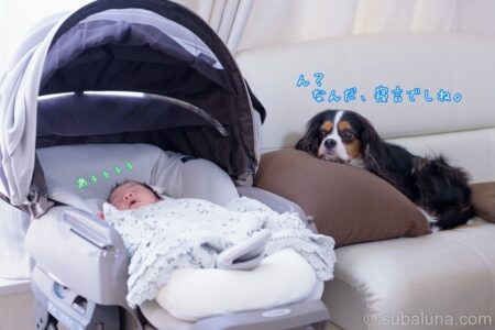 眠る赤ちゃんを見守るキャバリアトライカラー。赤ちゃん「あぅぅぅぅ」すばる「ん？なんだ、寝言でしね。」