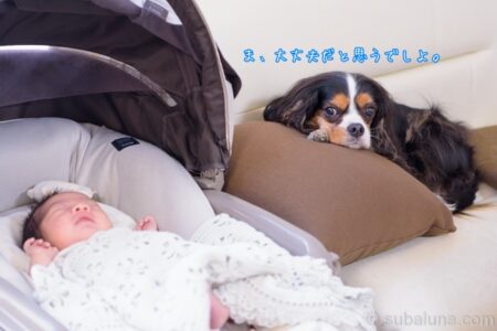 眠る赤ちゃんを見守るキャバリアトライカラー。すばる「ま、大丈夫だと思うでしよ。」