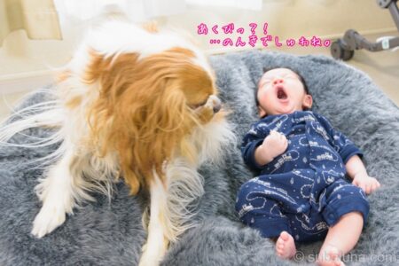 キャバリアブレンハイムうと赤ちゃん。るな「あくびっ？！　…のんきでしゅわね。」