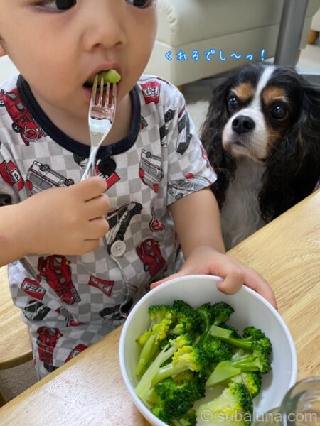 ブロッコリーを食べる幼児とそれを見つめる犬
