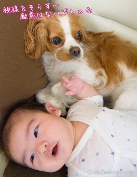 キャバリアキングチャールズスパニエルのブレンハイムと赤ちゃん。るな「視線をそらす…敵意はないでしゅわ」