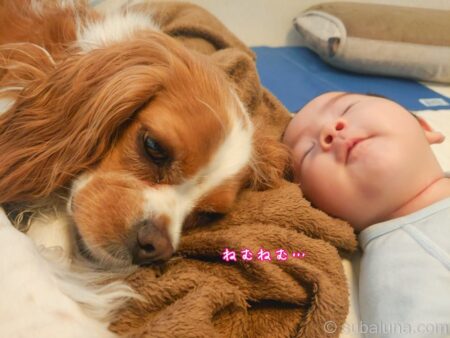 眠る赤ちゃんに添い寝するキャバリアブレンハイム。